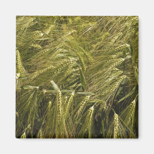 Rye Grain Botanical Nature Magnet