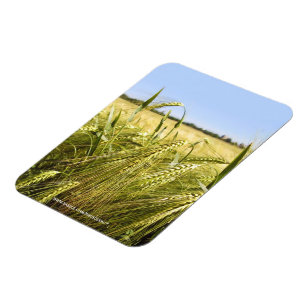 Rye Grain Botanical Nature Magnet