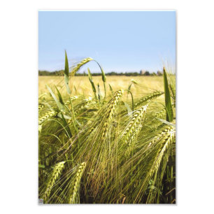 Rye Grain Botanical Nature Photo Print