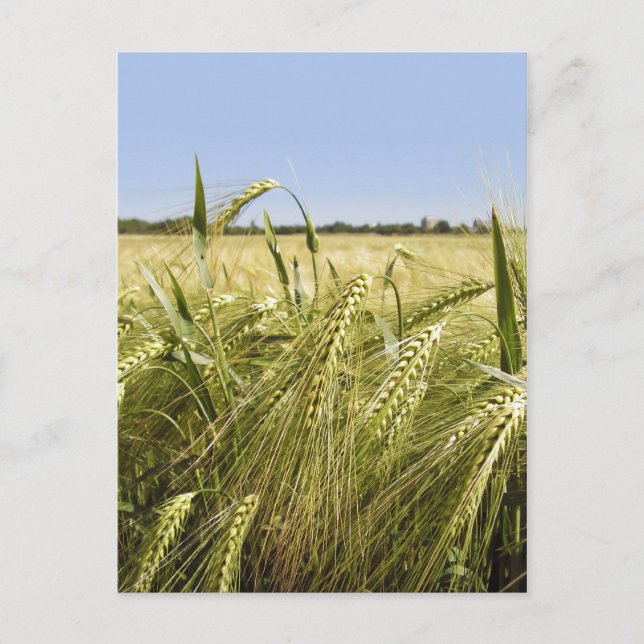 Rye Grain Botanical Nature Postcard (Front)