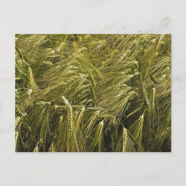 Rye Grain Botanical Nature Postcard (Front)