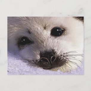 S.O.S. SAVE OUR HARP SEALS Postcards
