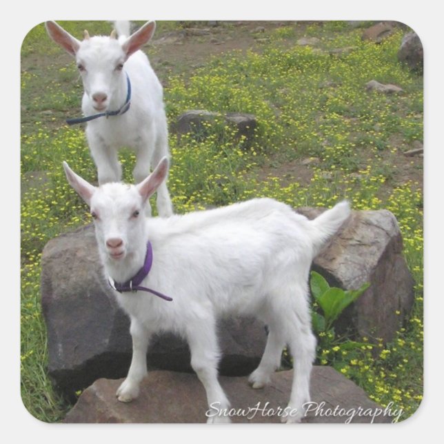 Saanan Goat Kids ~ Square Sticker (Front)