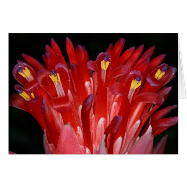 SABA: Billbergia pyramidalis (Front Horizontal)