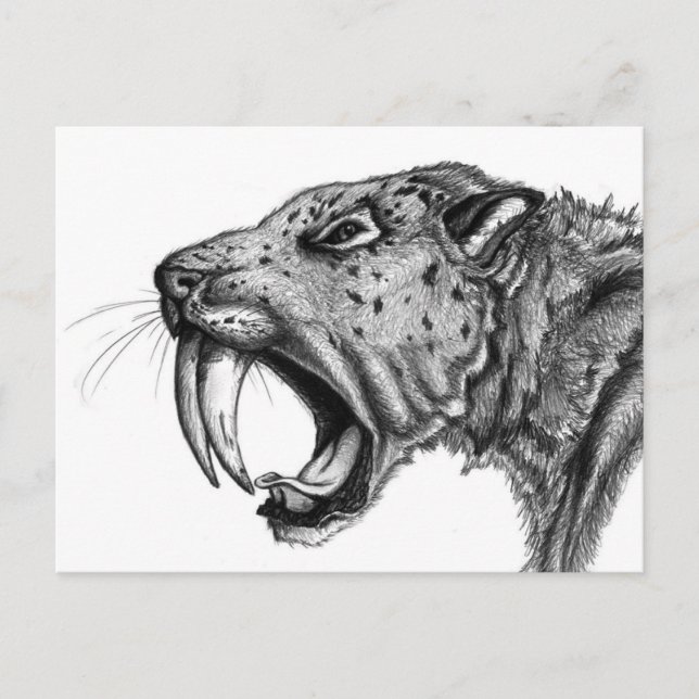 sabertoothPENCIL Postcard (Front)