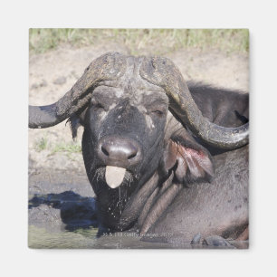 Sabi Sands Conservancy, Mpumalanga Province, 2 Magnet
