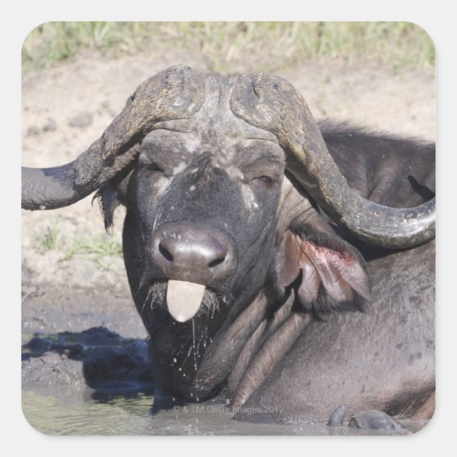 Sabi Sands Conservancy, Mpumalanga Province, 2 Square Sticker (Front)