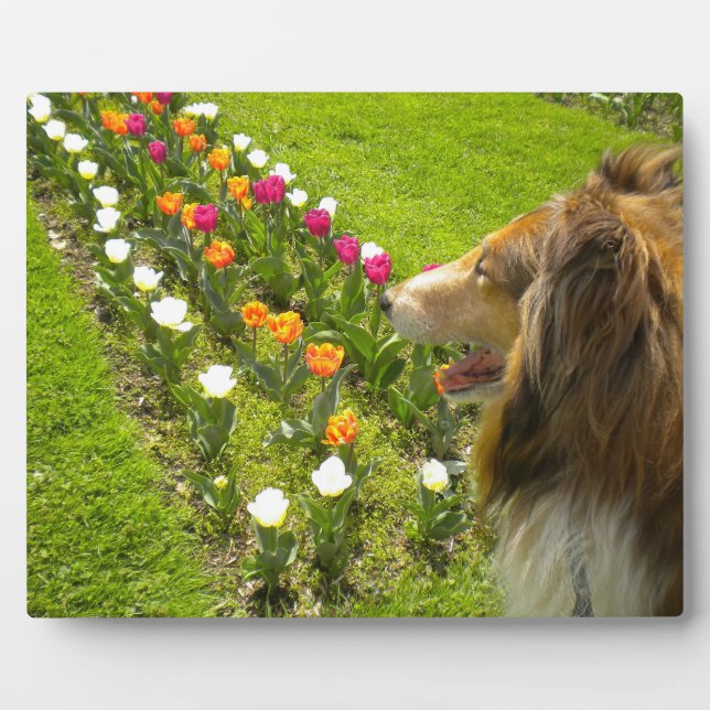 Sable Collie N Tulips Photo Plaque (Front)