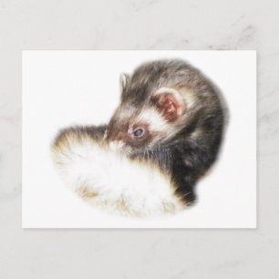 Sable Ferret Picture Postcard