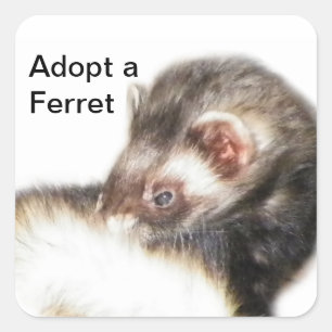 Sable Ferret Picture Square Sticker