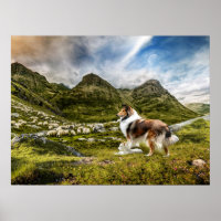 Sable Rough Collie and Lamb herding Sheep -