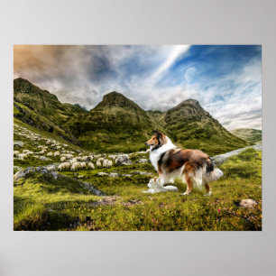 Sable Rough Collie and Lamb herding Sheep - Poster