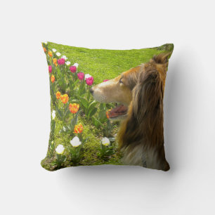Sable Rough Collie and Tulips Cushion