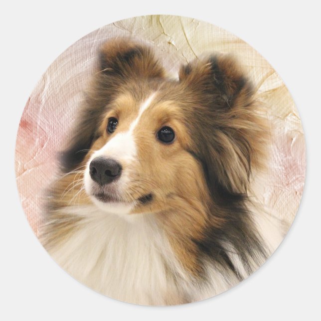 Sable Sheltie face Classic Round Sticker (Front)