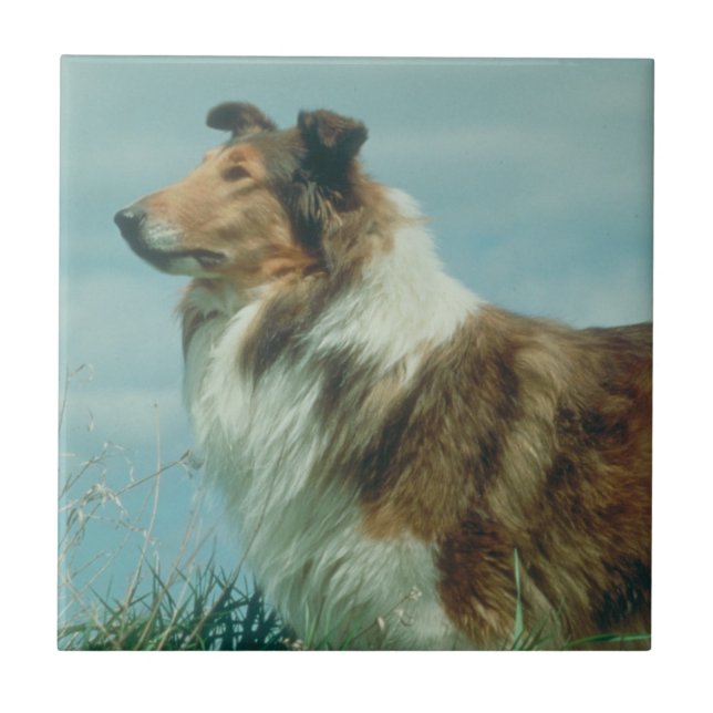 Sable & White Collie Rough Coat Tile (Front)