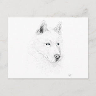 Sabre A Siberian Husky Drawing Art Blue Eyes Postcard