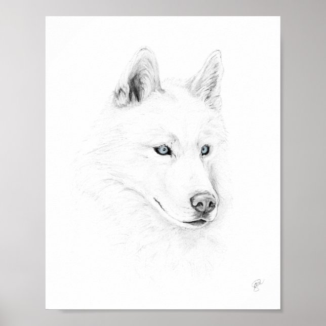 Sabre A Siberian Husky Drawing Art Blue Eyes Poster (Front)