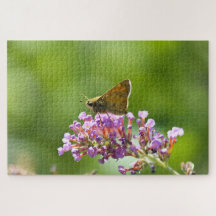 Sachem (Atalopedes campestris)