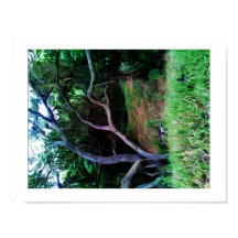 Sacramento River Forest
