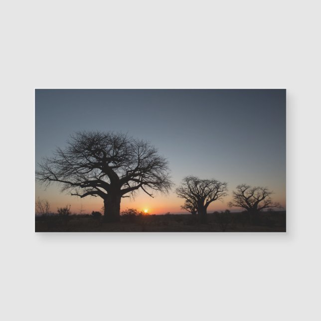 Sacred Baobabs (Front)