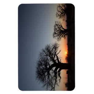 Sacred Baobabs Magnet