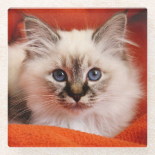 Sacred Birman Kitten Glass Coaster