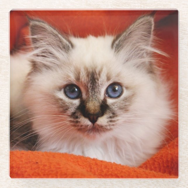 Sacred Birman Kitten Glass Coaster (Front)