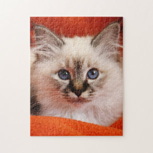 Sacred Birman Kitten Jigsaw Puzzle