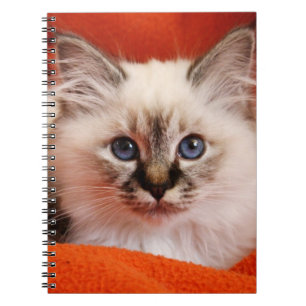 Sacred Birman Kitten Notebook