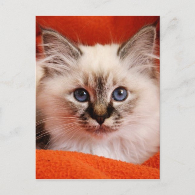 Sacred Birman Kitten Postcard (Front)