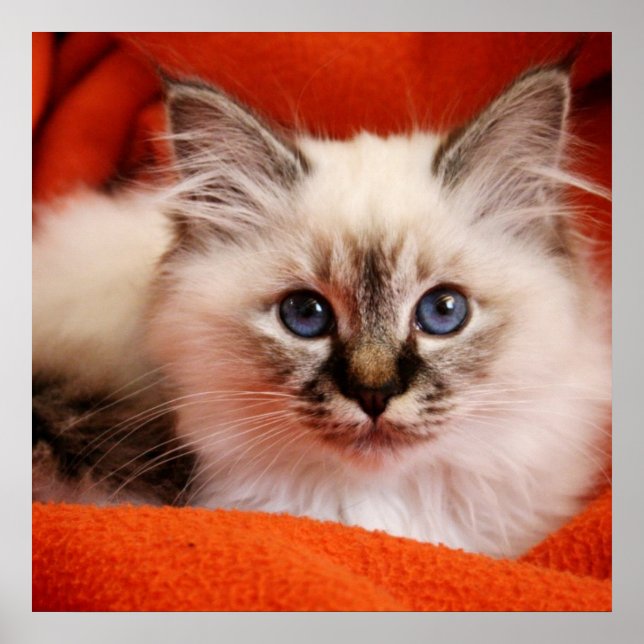 Sacred Birman Kitten Poster (Front)
