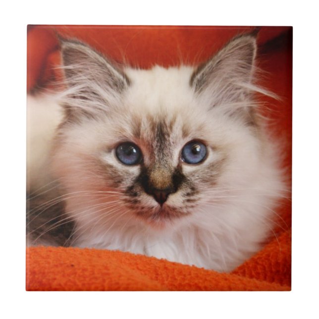 Sacred Birman Kitten Tile (Front)