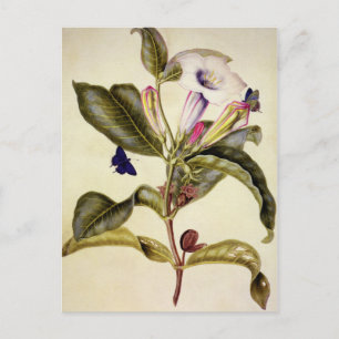 Sacred datura and blue butterfly Postcard