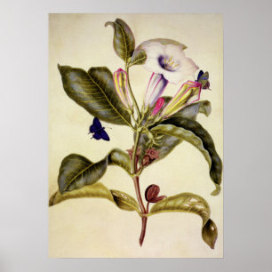 Sacred datura and blue butterfly Poster