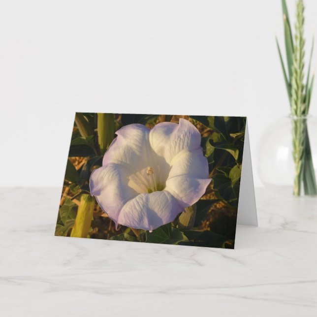 Sacred Datura Flower Desert Wildflower Card (Front)