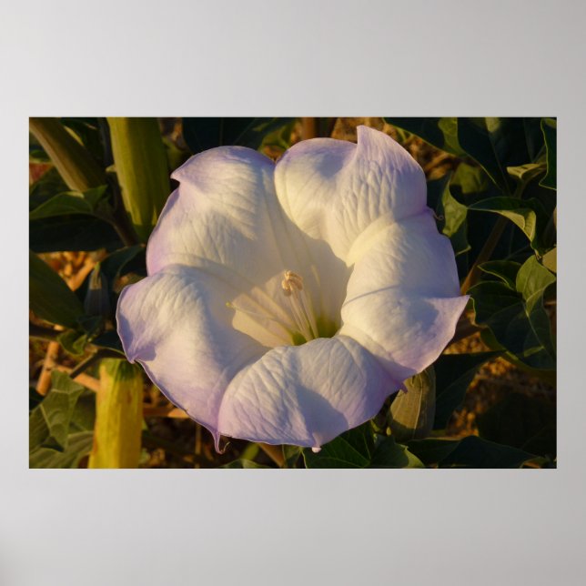 Sacred Datura Flower Desert Wildflower Poster (Front)