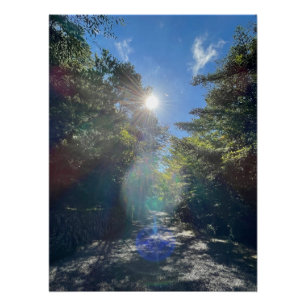 Sacred Light on a Forest Path in Japan Poster