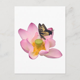 Sacred Lotus and Eastern Tiger Swallowtail Postcard