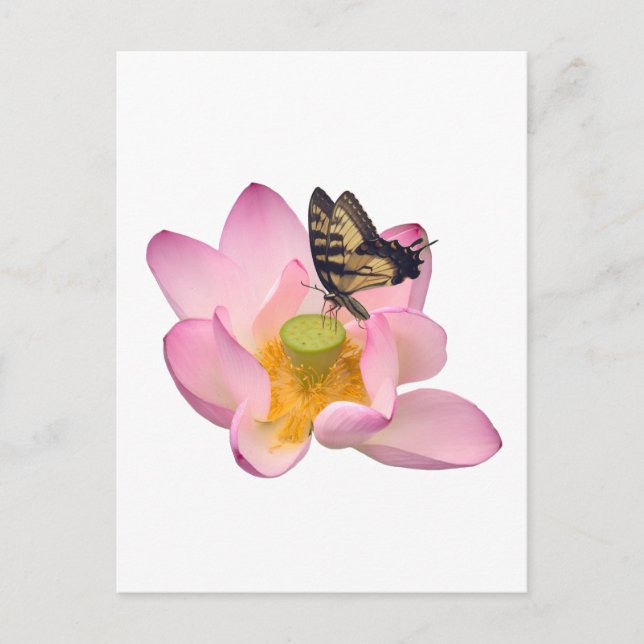 Sacred Lotus and Eastern Tiger Swallowtail  Postcard (Front)