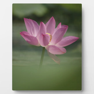 Sacred Pink Lotus Blossom - Serene Zen Art for Med Plaque