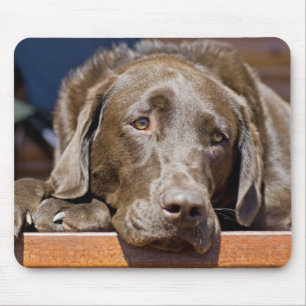 Sad Chocolate Lab Mouse Pad