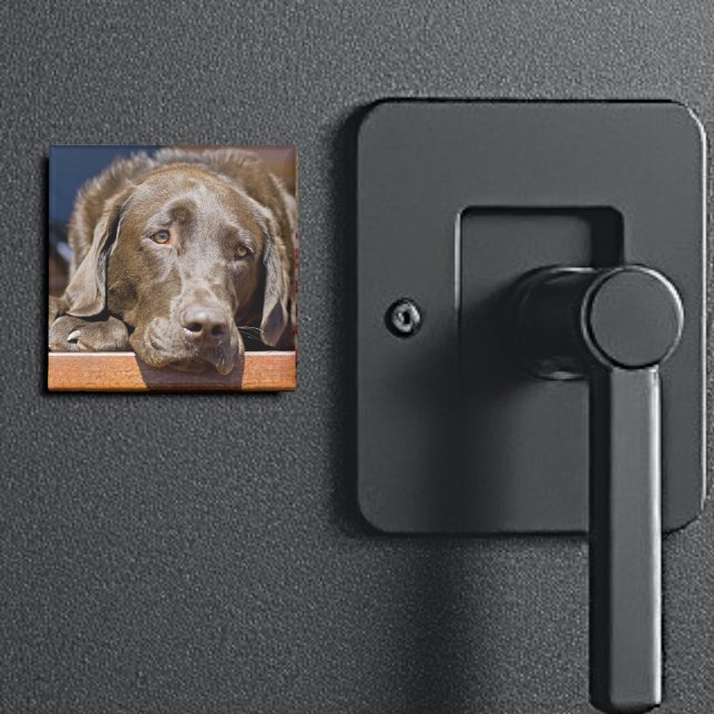 Sad Chocolate Labrador Magnet (2" square Labrador retriever magnet)