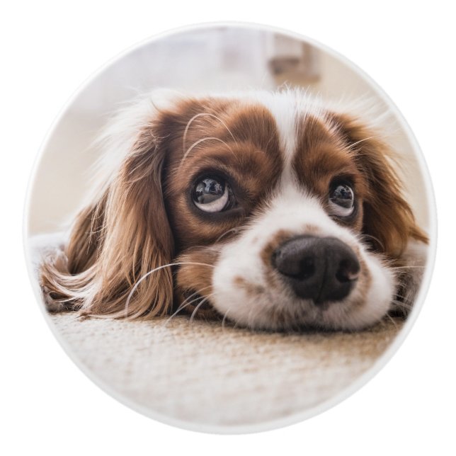 Sad-Eyed Cocker Spaniel Dog Ceramic Knob (Front)