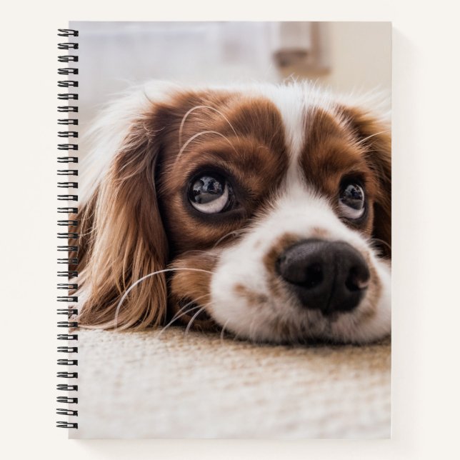 Sad-Eyed Cocker Spaniel Dog Notebook (Front)