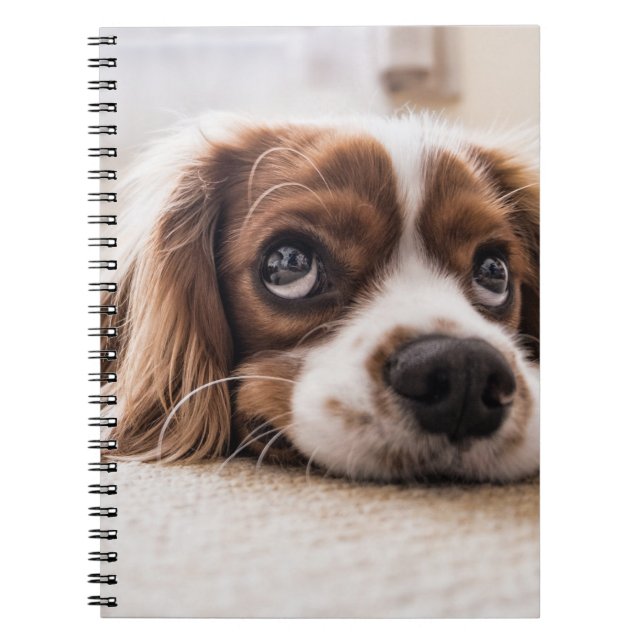 Sad-Eyed Cocker Spaniel Dog Notebook (Front)