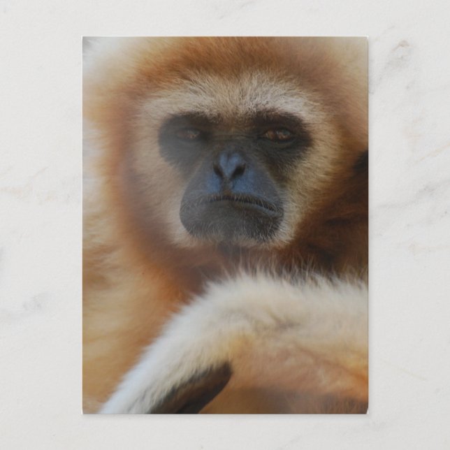 Sad Gibbon Postcard (Front)
