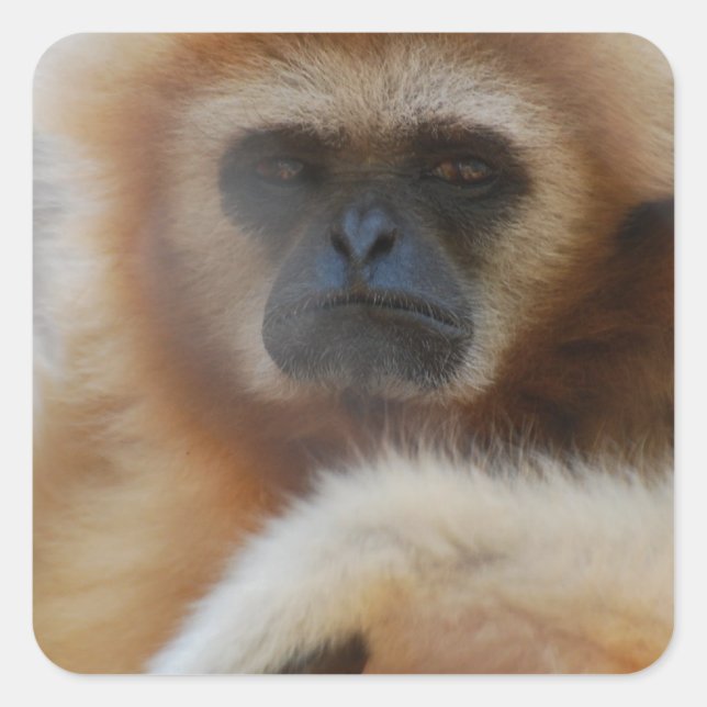 Sad Gibbon Stickers (Front)