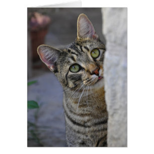 Sad Kitty (bengal cat)