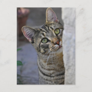 Sad Kitty (bengal cat) Postcard