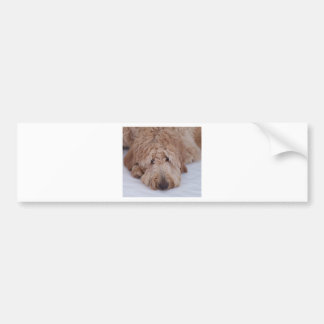Sad, Lonely, Adorable, & Cute GoldenDoodle Dog Bumper Sticker